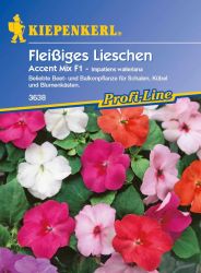 Fleiige Lieschen 'Impatiens Accent' Mischung - Kiepenkerl  - Baumschule  Horstmann