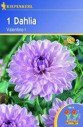 Dahlia 'Valentino' - Kiepenkerl ® - Baumschule Horstmann