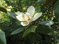 Immergrne Magnolie - Magnolia grandiflora - Baumschule Horstmann