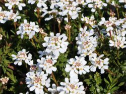 Schleifenblume Iberis sempervirens Appen Etz Frühlingsblüher 