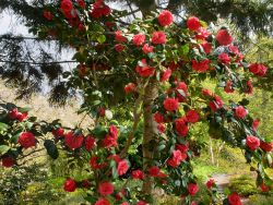 Japanische Kamelie rot - Camellia japonica rot - Baumschule Horstmann