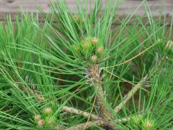 Japanische Zwergrotkiefer 'Low Glow' - Pinus densiflora 'Low Glow ...