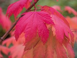 Japanischer Ahorn 'Indian Summer' - Acer japonicum 'Indian Summer'