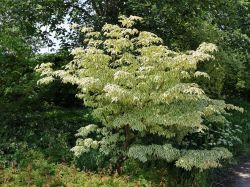 Japanischer Blumen-Hartriegel 'Silver Pheasant' - Cornus kousa 'Silver