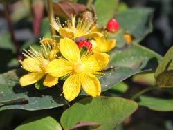Produktbild von Exotenherz Bodendecker Johanniskraut Hypericum Inodorum Beauty 9cm Topf Set Mit 6 Pflanzen