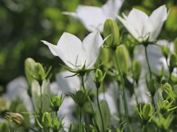 Weiße glockenblume