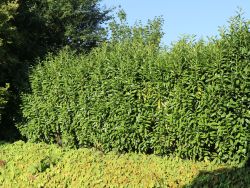 Kirschlorbeer / Lorbeerkirsche 'Genolia'  - Prunus laurocerasus 'Genolia'   - Baumschule Horstmann