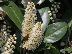 Kirschlorbeer / Lorbeerkirsche 'Mano' Prunus laurocerasus 'Mano
