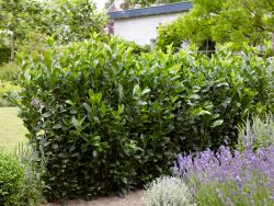 Kirschlorbeer / Lorbeerkirsche 'Obelisk' ® Prunus laurocerasus