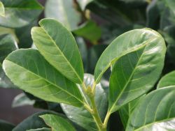 Kirschlorbeer 'Prudonti' - Prunus laurocerasus 'Prudonti' - Baumschule  Horstmann