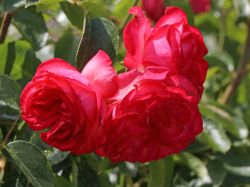 Kletterrose Antike 89 ® im großen 7,5 liter Topf Kletterrose Antike 89 ® im großen 7,5 liter Topf