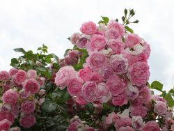 Kletterrose 'Jasmina' ® - Rosa 'Jasmina' ®  ADR-Rose