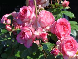 Eden Rosen Kletterrose 'Mini Eden Rose' ® - Schönste Rosen & Expertenwissen
