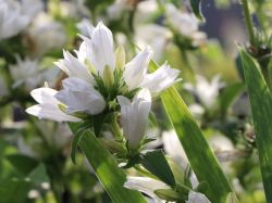Campanula Glomerata 'Alba' – Weiße Knäuel-Glockenblume, Winterhart & Bienenfreundlich, Im 9-cm-Topf