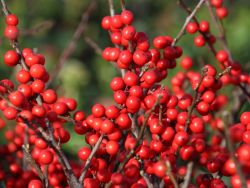 Korallenhülse / Rote Winterbeere Ilex verticillata Baumschule Horstmann