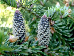 thuja dngen mit hornspne Thuja Dnger flssig - Fr gesunde Thuja Pflanzen!