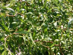 5 Korkenzieherweide Salix matsudana 'Tortousa' 60-100 cm wurzelnackt 