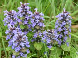 Kriechender Günsel (Ajuga reptans) bestes StaudenWissen
