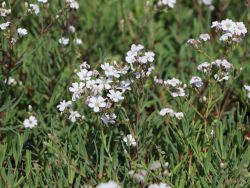 Kriechendes Schleierkraut 'Filou White' fr Deinen Garten!
