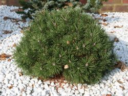 KugelKiefer 'Mops' Pinus mugo 'Mops' Baumschule Horstmann