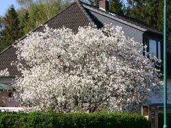 Kupfer felsenbirne hochstamm