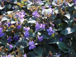 Viola labradorica Pflanze ab 1,70 Labradorveilchen 