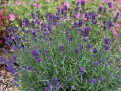 Lavendel 'Blue Jeans' Alles erfahren über Blüte, Wuchs & Co.