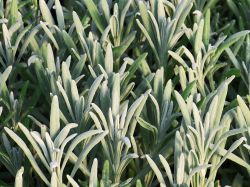 Lavendel 'Sensational!' Finde Deine neue Staude + Online Ratgeber