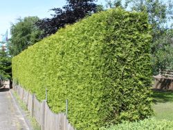 Lebensbaum 'Brabant' - Thuja occidentalis 'Brabant' - Baumschule Horstmann