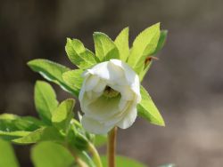 Lenzrose 'Double Ellen ® White' Beste Sorten & StaudenWissen