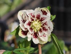 Lenzrose 'Double Ellen ® Yellow Spotted' für Deinen Garten!