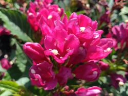 Liebliche Weigelie 'Big Love' Weigela florida 'Big Love' Baumschule
