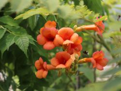 die Klettertrompete Eine wunderschöne Gartenpflanze mit imposanten roten Blüten
