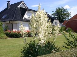 Palmlilie (Yucca filamentosa) - Schnste Stauden & Expertenwissen