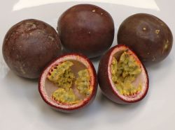 Passionsfrucht / Maracuja - Passiflora edulis - Baumschule Horstmann