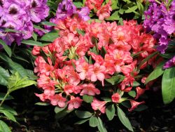 Rhododendron 'Balalaika' - Rhododendron Hybride 'Balalaika' - Baumschule  Horstmann