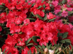rhododendron occidentale Rhododendron occidentale