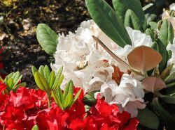 Rhododendron 'Great Dane' - Rhododendron rex 'Great Dane' - Baumschule  Horstmann