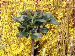 Rhododendron 'Honigduft' ® Rhododendron taliense 'Honigduft