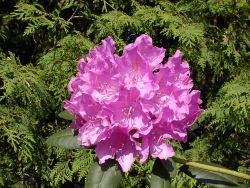 Rhododendron Hybride 'English Roseum' - Rhododendron 'English Roseum' -  Baumschule Horstmann