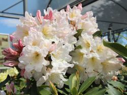 Rhododendron 'INKARHO ®-Dufthecke' weiß - Rhododendron Hybride 'INKARHO ®-Dufthecke' weiß