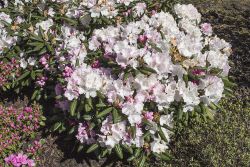 rhododendron moon fire Rhododendron Fire Rim 2gal – Cornell Farm main image 1
