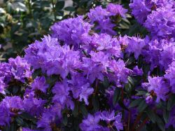 Rhododendron 'PURPLE PILLOW'  - Rhododendron russatum 'PURPLE PILLOW'  -  Baumschule Horstmann