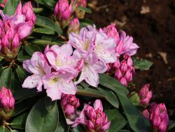Rhododendron 'Ros Duft' - Rhododendron Hybride 'Rose Duft' - Baumschule  Horstmann
