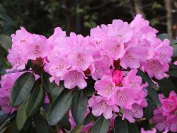 Rhododendron 'Winterpurpur' - Rhododendron fargesii 'Winterpurpur' -  Baumschule Horstmann