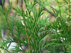 RiesenLebensbaum Thuja plicata Baumschule Horstmann