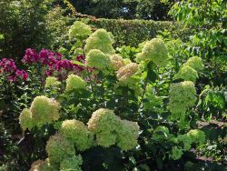 Rispenhortensie 'Bobo' / 'IIvobo' - Hydrangea paniculata 'Bobo ...