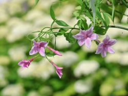 Rosa Duftjasmin - Jasminum x stephanense - Baumschule Horstmann
