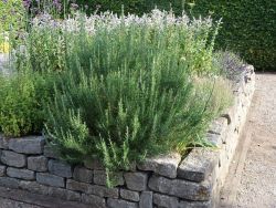 Rosmarin 'Blaue Lippe' Alles erfahren über Blüte, Wuchs & Co.