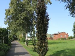 fargesia im kübel Bambus rufa (Fargesia rufa) | 60-80 cm im Topf